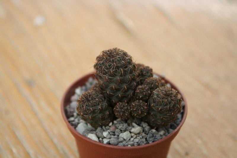 Sulcorebutia taratensis 