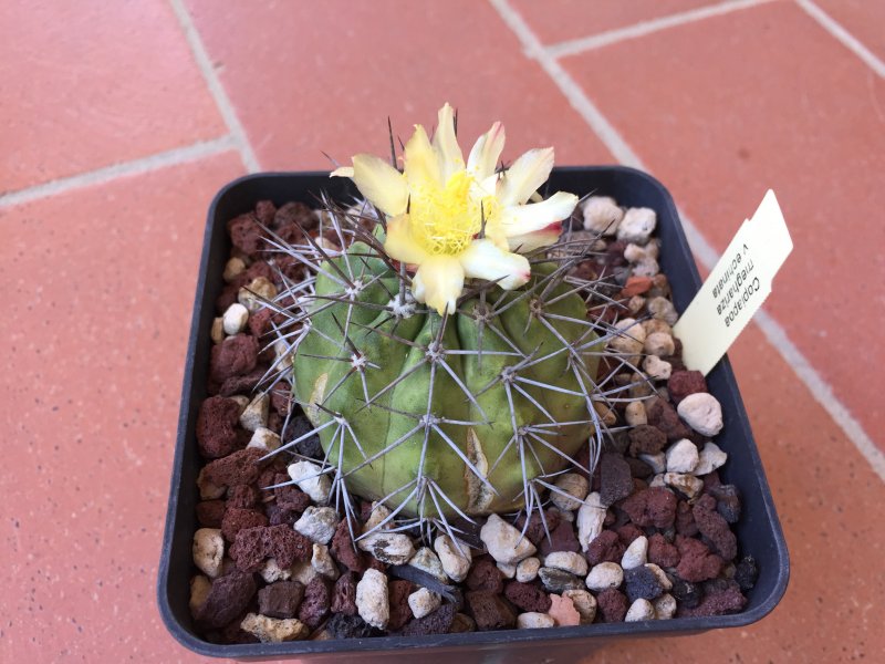 copiapoa megarhiza v. echinata