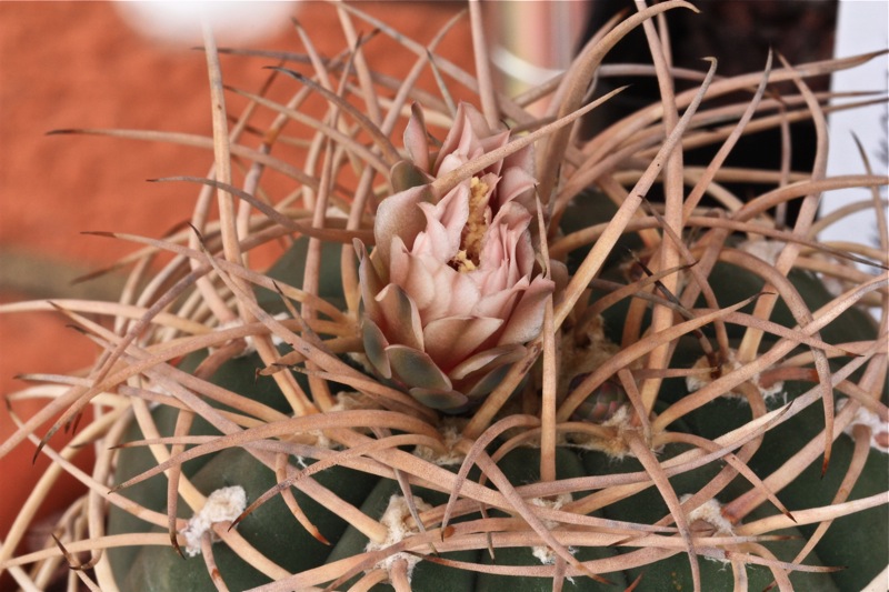 Gymnocalycium cardenasianum 