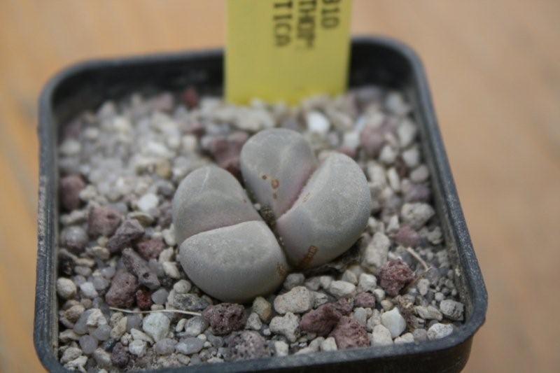 Lithops optica 