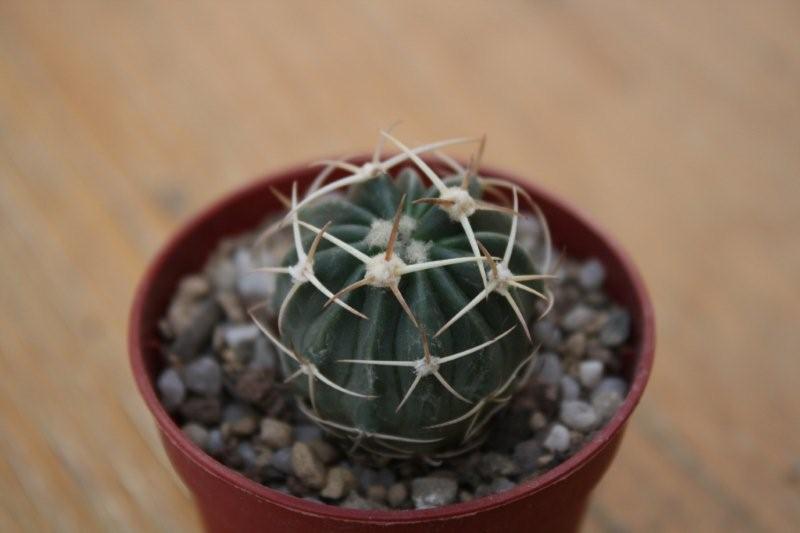 Echinocactus texensis 