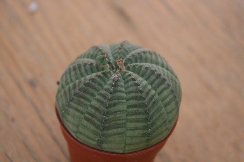 Euphorbia obesa 