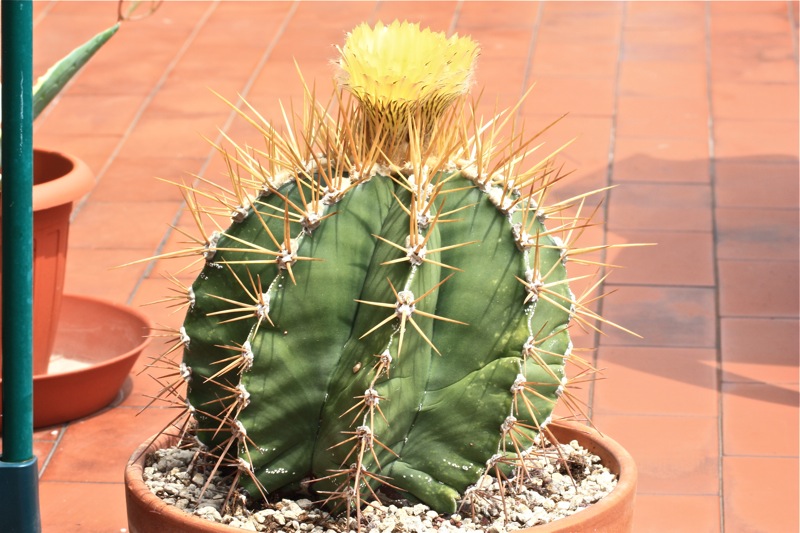 Astrophytum ornatum 