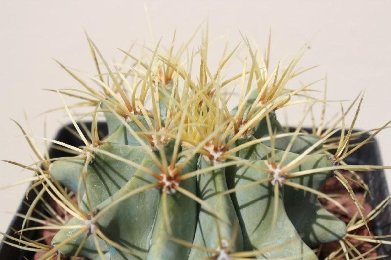 Ferocactus glaucescens 