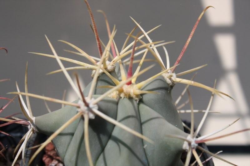 Ferocactus emoryi 