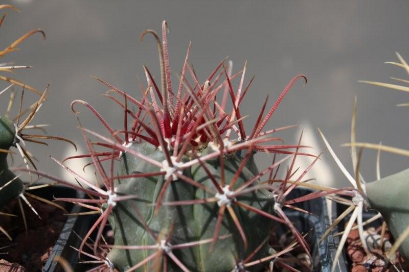 Ferocactus gracilis 