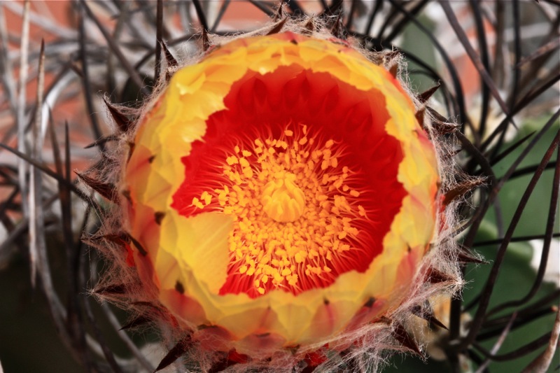 Astrophytum capricorne v. senile 