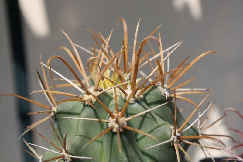 Ferocactus chrysacanthus 