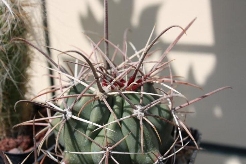 Ferocactus rectispinus 