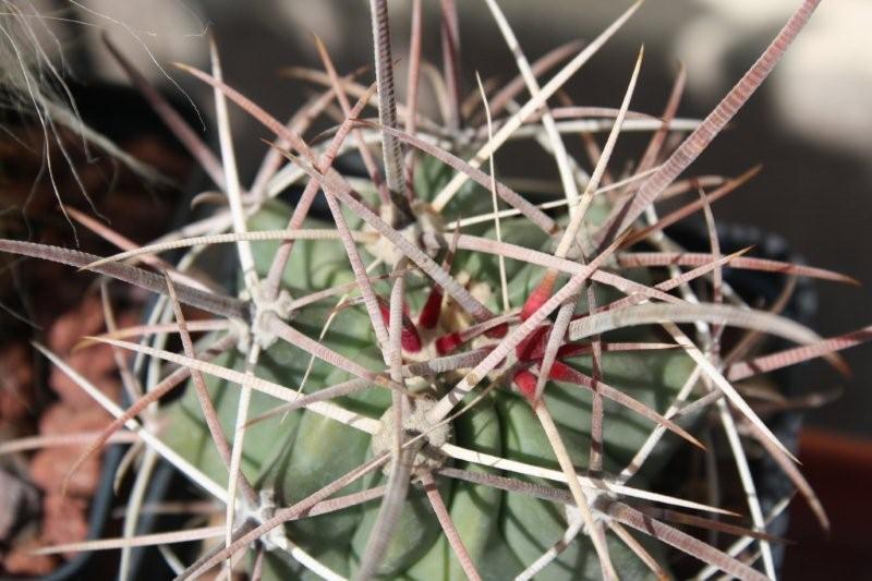 Ferocactus rectispinus 