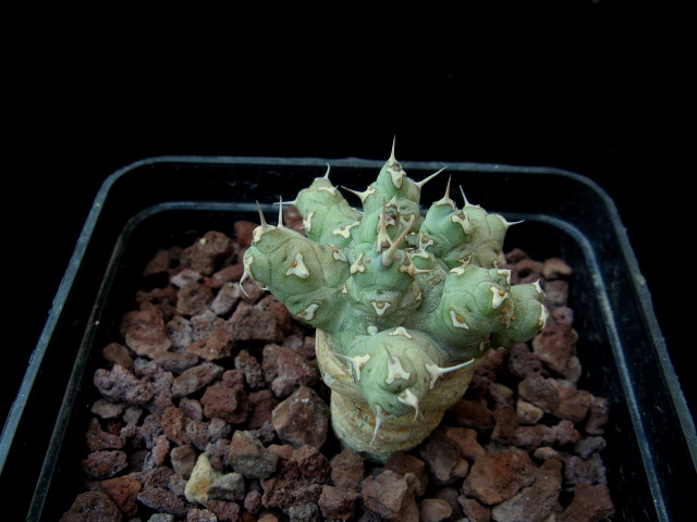 Euphorbia immersa 