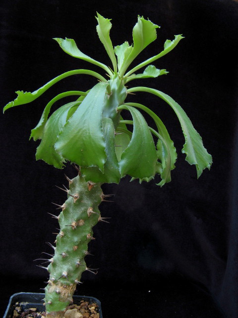 euphorbia trapifolia
