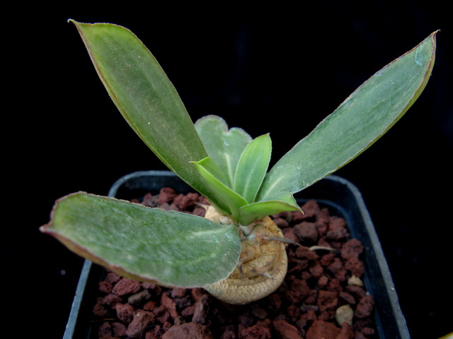 Euphorbia venefica 