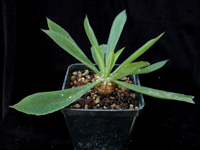 Euphorbia poissonii 