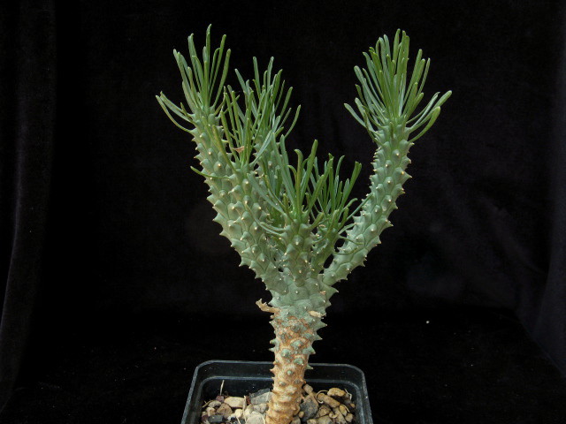 Euphorbia tuberculata 