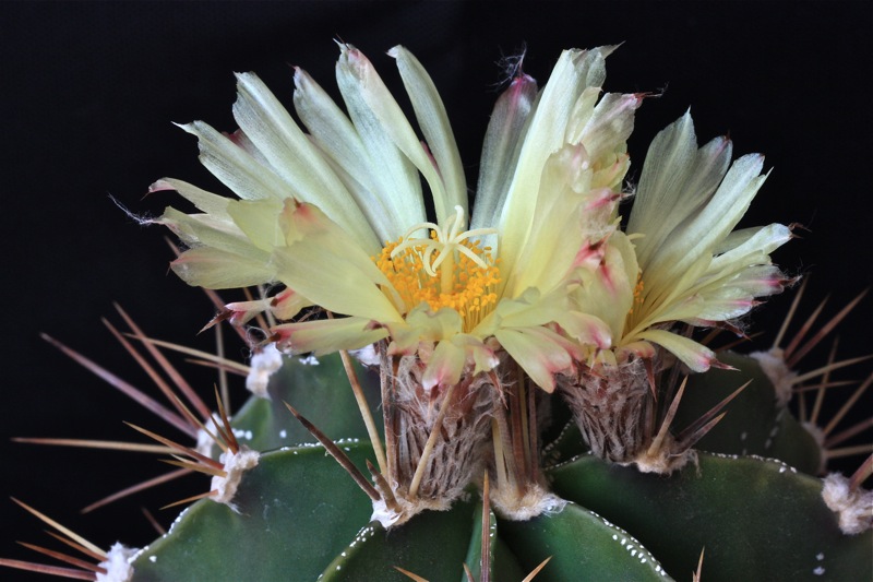Astrophytum ornatum 