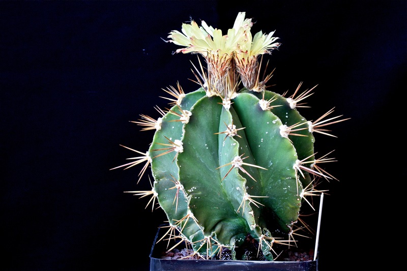 Astrophytum ornatum 