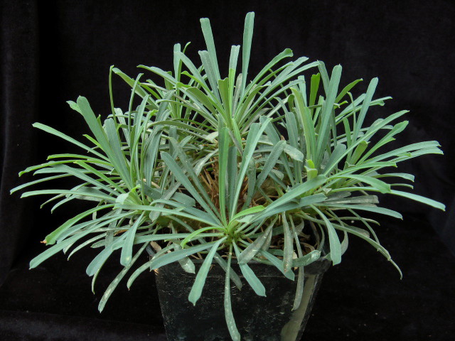 Euphorbia multifolia 