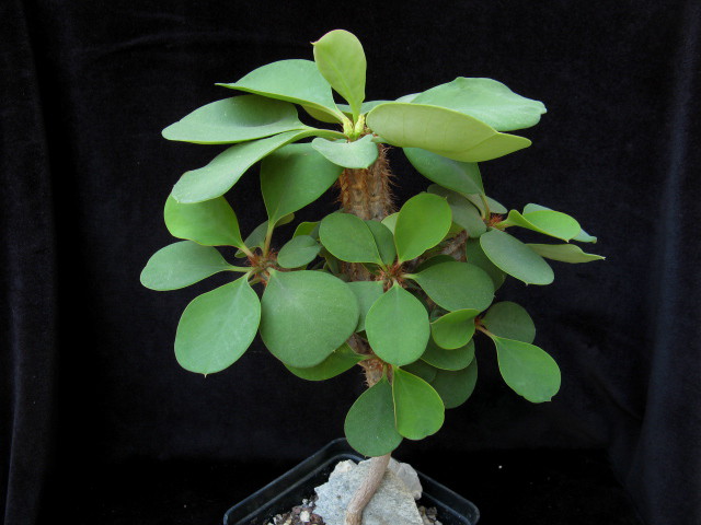 euphorbia capmanambatoensis