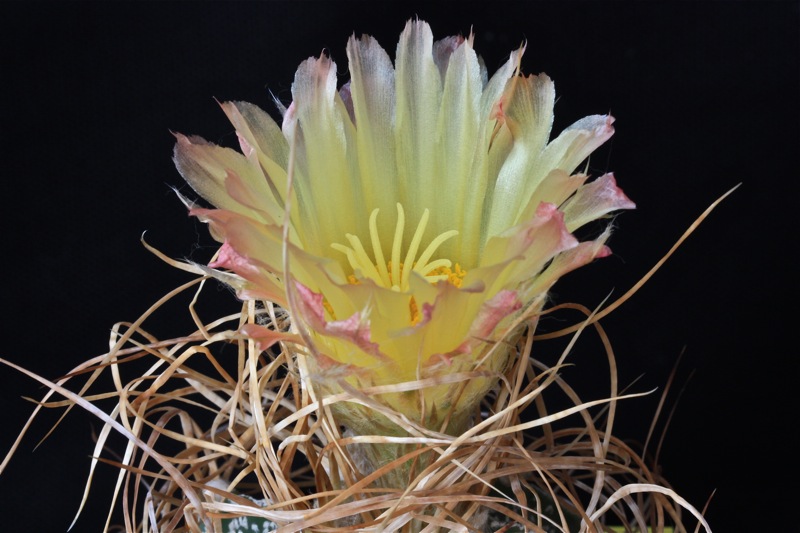 Astrophytum capricorne v. minor cv. crassispinoides 