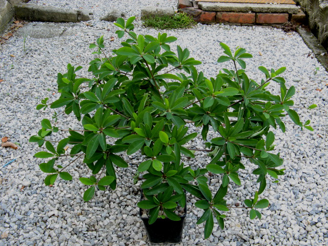 Euphorbia umbraculiformis 