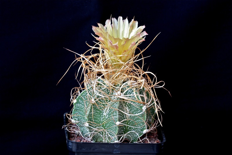 Astrophytum capricorne v. minor cv. crassispinoides 