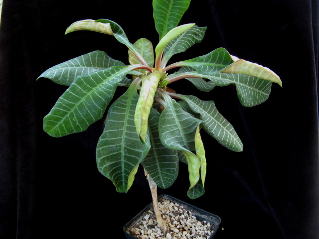 Euphorbia leuconeura 