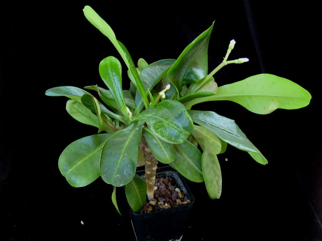 Euphorbia lophogona 