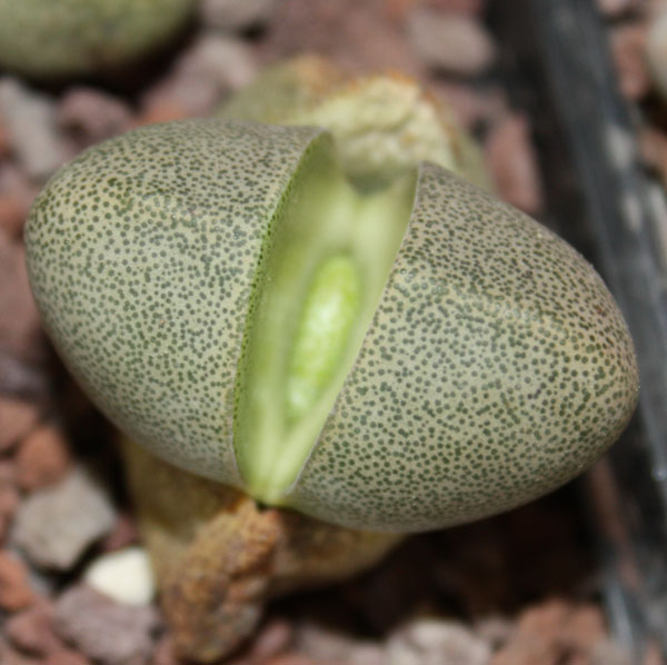 Pleiospilos nelii 