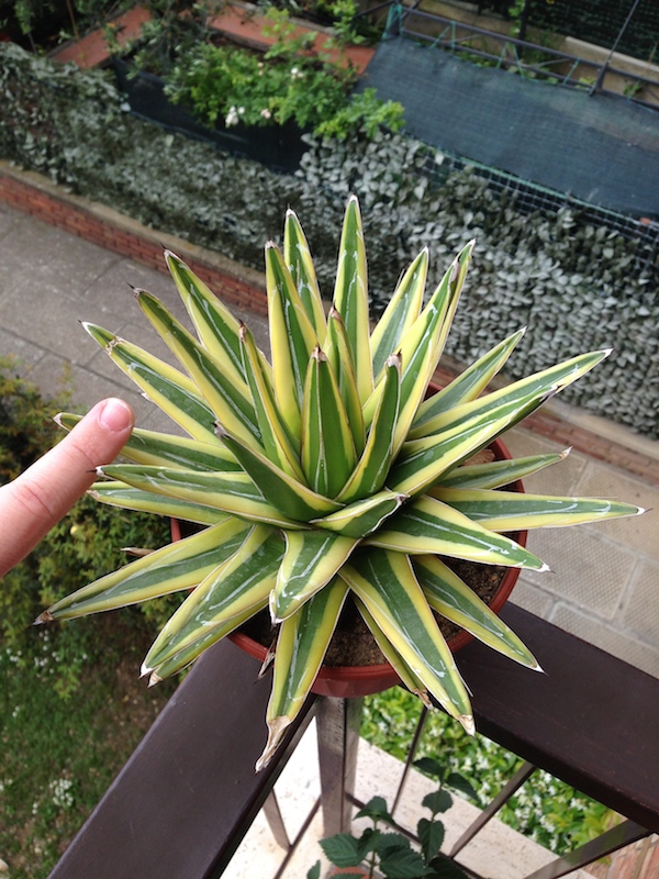 agave victoriae-reginae f. variegata