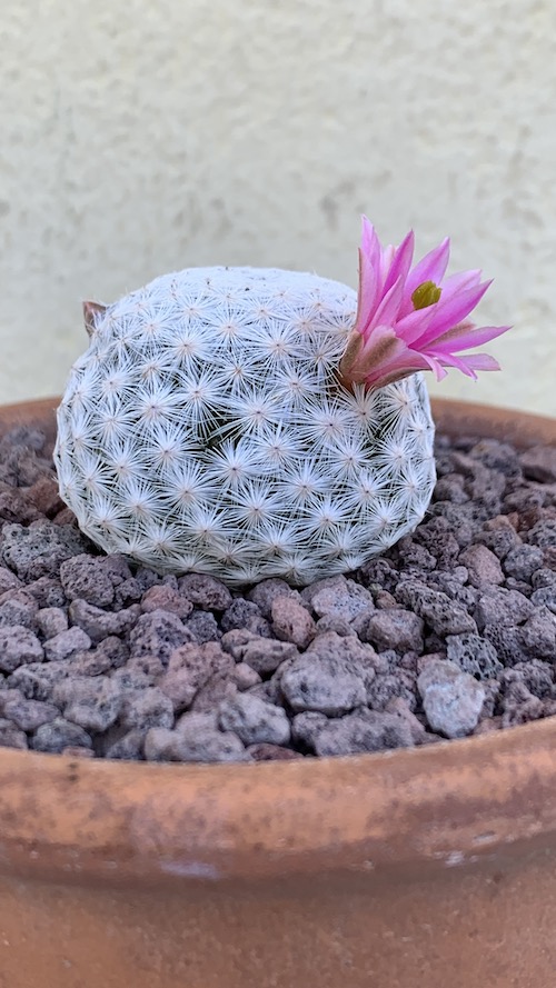 Mammillaria herrerae  