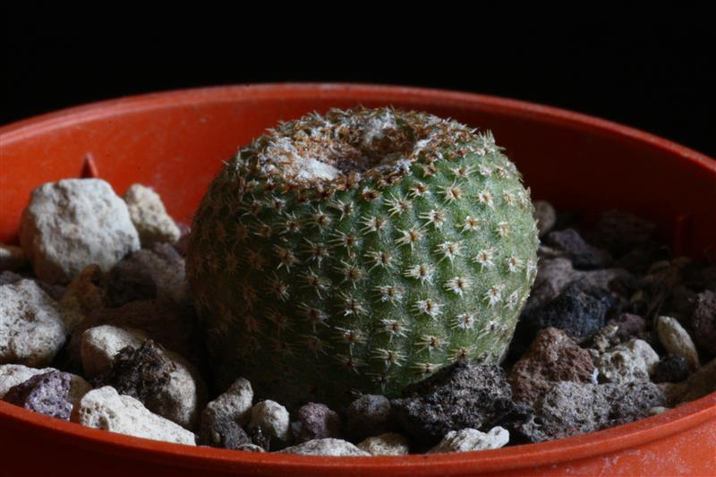 Yavia cryptocarpa 