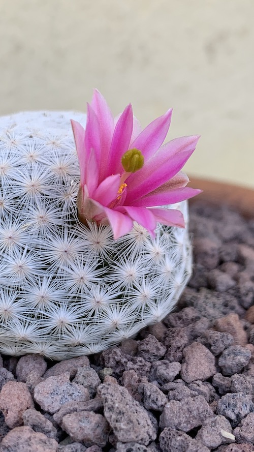 Mammillaria herrerae  