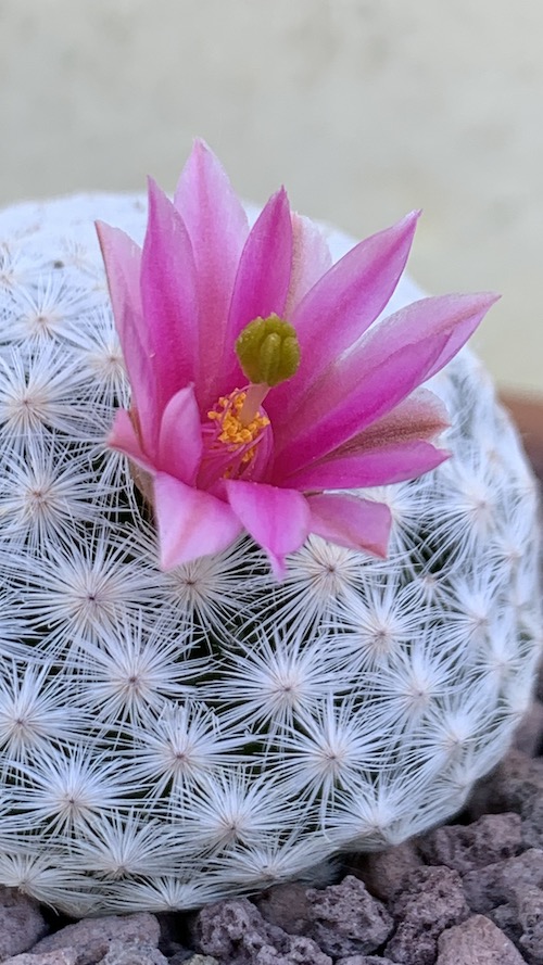 Mammillaria herrerae  