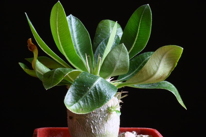 Pachypodium eburneum 