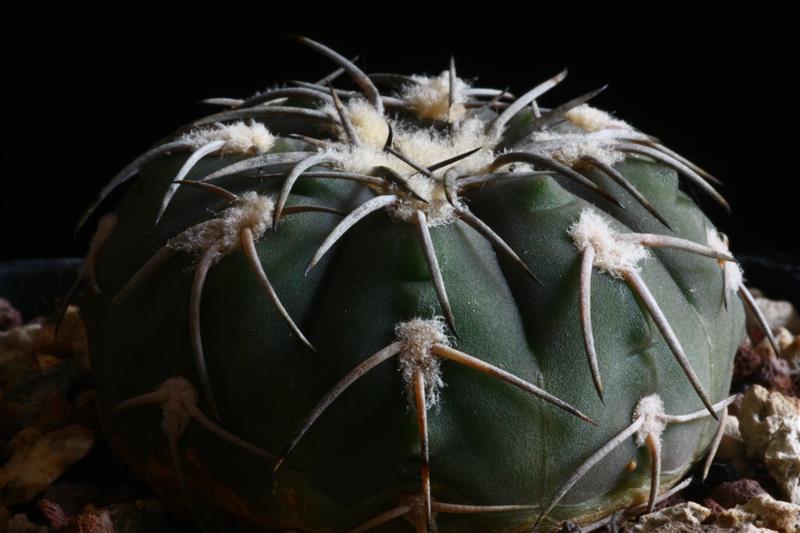 Gymnocalycium spegazzinii 