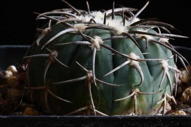 Gymnocalycium spegazzinii 