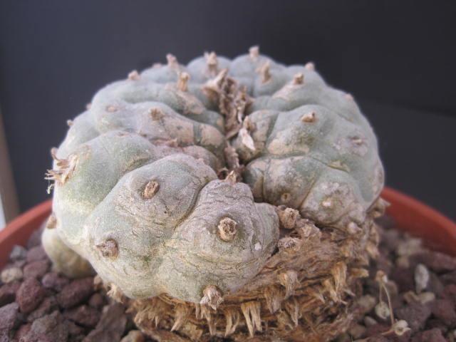 Lophophora williamsii 