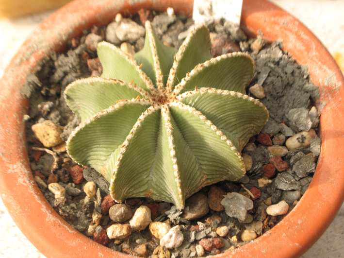 Aztekium hintonii 