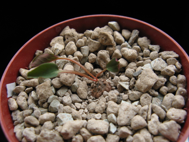 Euphorbia charleswilsoniana 