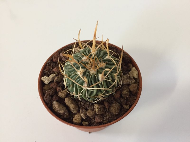 echinofossulocactus phyllacanthus v. tulensis