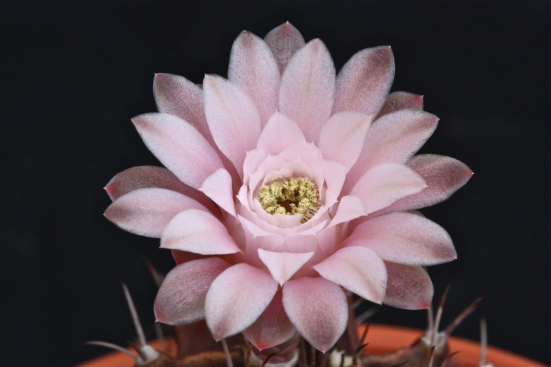 Gymnocalycium mihanovichii cv. nishiki 