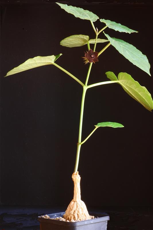 Gonolobus cyclophyllus 
