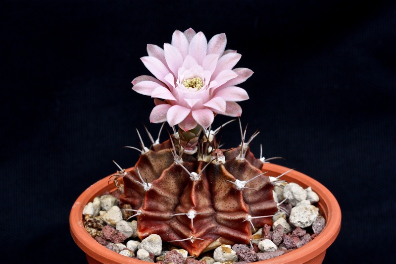 Gymnocalycium mihanovichii cv. nishiki 