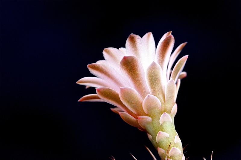 Gymnocalycium mihanovichii cv. nishiki 