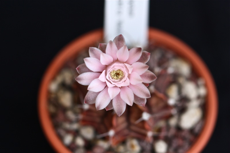 Gymnocalycium mihanovichii cv. nishiki 