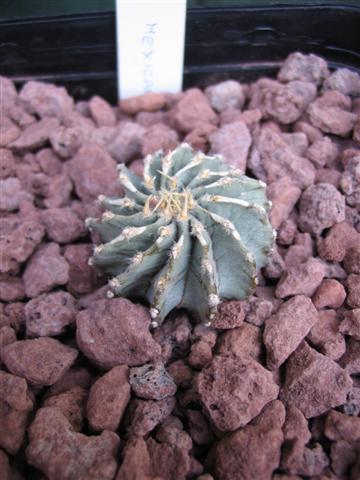 Geohintonia mexicana 