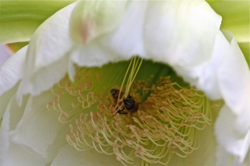 Cereus peruvianus 