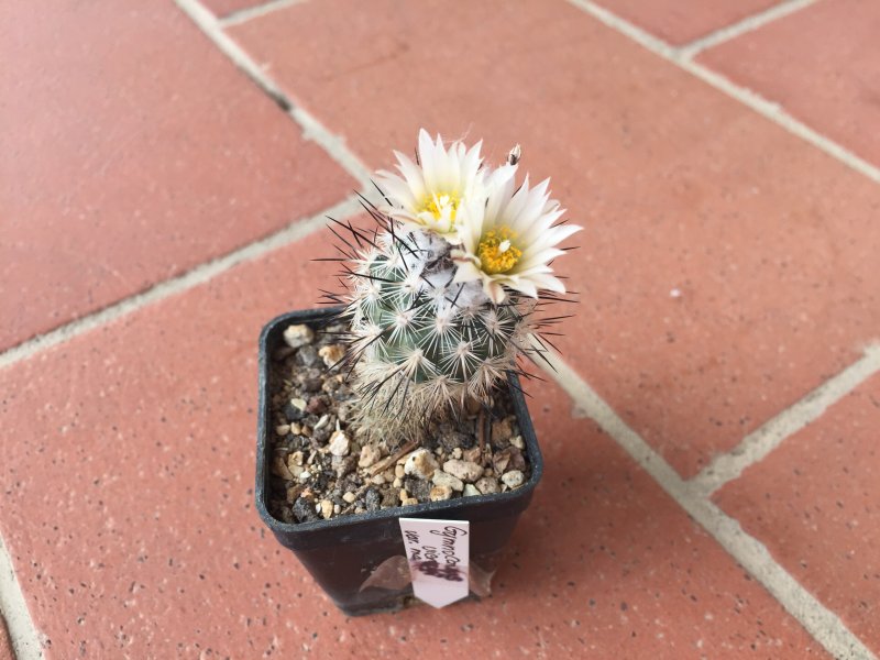 Gymnocactus viereckii v. major 