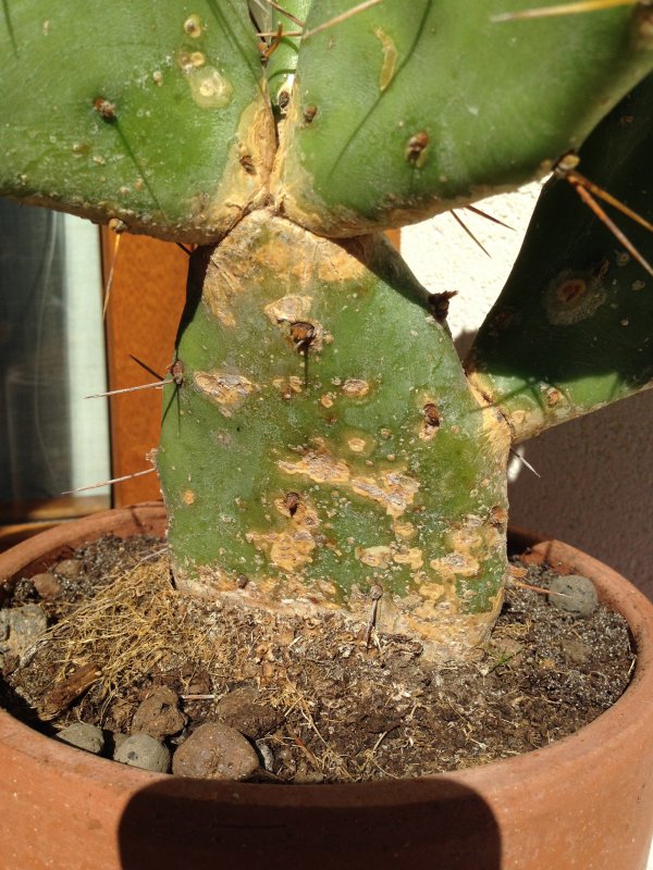 Opuntia  